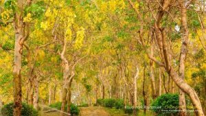 อุทยานหลวงราชพฤกษ์ จังหวัดเชียงใหม่