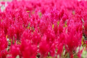 ฟลอร่าพาร์ค วังน้ำเขียว จังหวัดนครราชสีมา