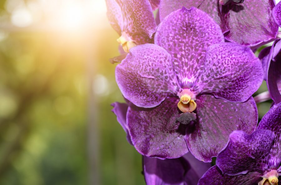 Vanda coerulea