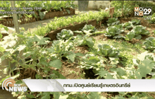 กทม.เปิดศูนย์เรียนรู้เกษตรอินทรีย์