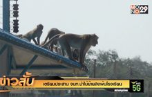 เตรียมประสาน จนท.ป่าไม้ย้ายลิงพ้นโรงเรียน