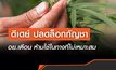 อย.เตือน! กัญชา-กัญชง ควรนำไปใช้อย่างไม่เหมาะสม