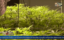 มหาวิทยาลัยเดนเวอร์เปิดสอนวิชาเกี่ยวกับกัญชา