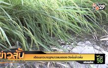 เตือนชาวนาฤดูหนาวลมแรงระวังต้นข้าวล้ม