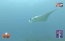 กระเบนราหู อวดโฉมหมู่เกาะสิมิลัน