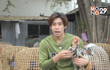 ไก่ชนสุดรักของ “ภูมินทร์” การ์ดโมโนทิวไผ่งาม