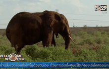 แผนสร้างอุโมงค์ลอดถนนให้ช้างในเคนยา