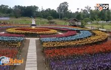 สวนดอกทิวลิปพลาสติกในฟิลิปปินส์