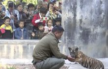 ศูนย์ขยายพันธุ์เสือในจีนเปิดให้คนชมเสือหายาก