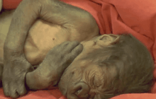 ผ่าคลอดลูกลิงเกิดใหม่ในอังกฤษ