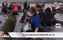 นิวซีแลนด์ช่วยวาฬเกยตื้นสำเร็จ 66 ตัว