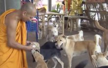 ส่งสุนัขผ่านบริษัทขนส่งเอกชนทิ้งที่วัด จ.ลำปาง