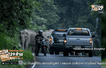 เผชิญหน้า “ช้างป่า”