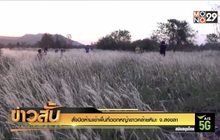 สั่งปิดห้ามเข้าพื้นที่ดอกหญ้าขาวคล้ายหิมะ จ.สงขลา