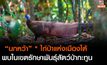 “นกหว้า” ” ไก่ป่าแห่งเมืองใต้ 