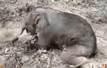 ผ่าพิสูจน์ลูกช้างป่าตายไม่พบกระสุนฝังอยู่