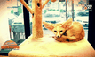 ไอเดียเก๋ คาเฟ่สัตว์เลี้ยงหายาก