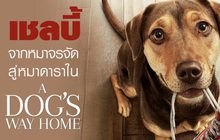 “เชลบี้” จากหมาจรจัด สู่หมาดาราใน “A Dog’s Way Home”