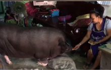 “โชกุน” หมูป่าแสนรู้กินอยู่แบบคน