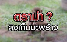 ดราม่า? ลิงเก็บมะพร้าว 07-07-63
