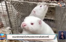 เดนมาร์กเผยฆ่ามิ้งค์หมดประเทศภายในสัปดาห์นี้