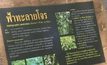 ผลทดลอง “ฟ้าทะลายโจร” ยับยั้ง-ฆ่าเชื้อโควิด-19 ได้