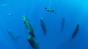 วาฬหัวทุยขณะนอนหลับ ภาพสุดอันซีนใต้ท้องทะเล!