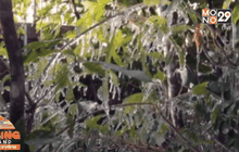 สภาพอากาศหนาวเย็นต่อเนื่อง