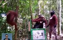 อินโดฯ ปล่อยอุรังอุตังคืนสู่ธรรมชาติ
