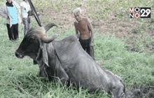 ช่วยวัวตกบ่อโคลน จ.อ่างทอง