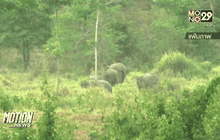 เติมน้ำให้สัตว์ป่าช่วงฤดูแล้ง