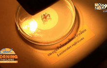 พบแมงมุมสันโดษเมดิเตอร์เรเนียนครั้งแรกในไทย