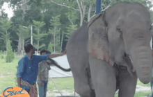 เฝ้าดูอาการ “พังมณี” หลังพบบาดแผลติดเชื้อ