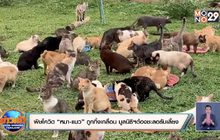 พิษโควิดทำ “หมา-แมว” ถูกทิ้งเกลื่อน มูลนิธิฯต้องชะลอรับเลี้ยง