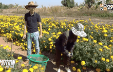 เร่งเก็บดอกดาวเรืองหนีหนาวฉับพลันอีกระลอก