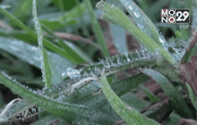 แม่คะนิ้งแรกอุทยานแห่งชาติภูหินร่องกล้า