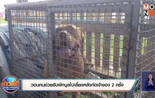 วอนคนช่วยรับพิทบูลไปเลี้ยงหลังกัดเจ้าของ 2 ครั้ง