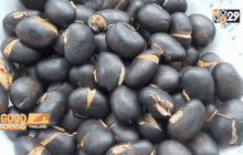 ระยองขยายพื้นที่ปลูกหมามุ่ยอินเดีย