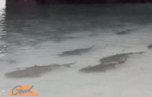 ฮือฮา ฝูงฉลามว่ายน้ำตื้นที่เกาะห้องมองเห็นชัดเจน