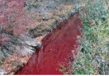 เกาหลีใต้สั่งฆ่าหมู 47,000 ตัว ทำให้น้ำในแม่น้ำปนเปื้อนเลือดหมูกลายเป็นสีแดง