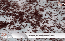 ชาวราชบุรีเดือดร้อนจากตัวมอด