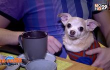 คาเฟ่สุนัขแห่งแรกในเมืองเปียร์มของรัสเซีย