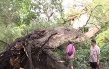 พายุถล่มเพชรบูรณ์ บ้านเรือนเสียหายกว่า 100 หลัง