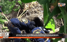 ชาวบ้านพบงูเหลือมขนาดใหญ่ในจอมปลวก