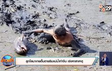 ลูกโลมาเกยตื้นตายริมแม่น้ำท่าจีน เร่งหาสาเหตุ