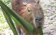 สวนสัตว์สงขลาเปิดตัว หนูยักษ์ “คาปิบาร่า”