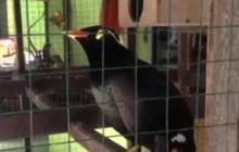 โผล่อีก! “เจ้าฝอยทอง” นกขุนทองพูดจ้อ 