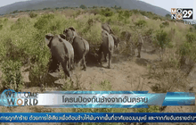 โดรนป้องกันช้างจากอันตราย