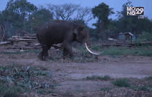 ช้างอยุธยาใช้งาแทงควาญช้างเสียชีวิต