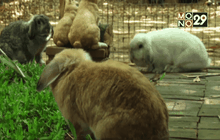 เปิดความสำเร็จธุรกิจฟาร์มกระต่าย